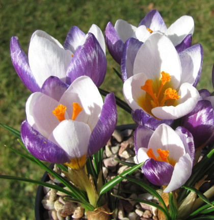 Crocus sieberi 'Hubert Edelsten' 